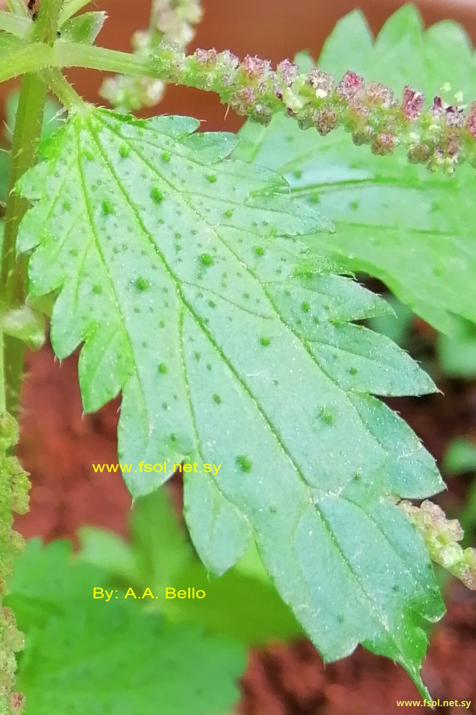 Urtica membranacea Poir. ex Savigny